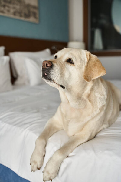 labrador sitting on a white bed in pet-friendly hotel room, animal companion during travel