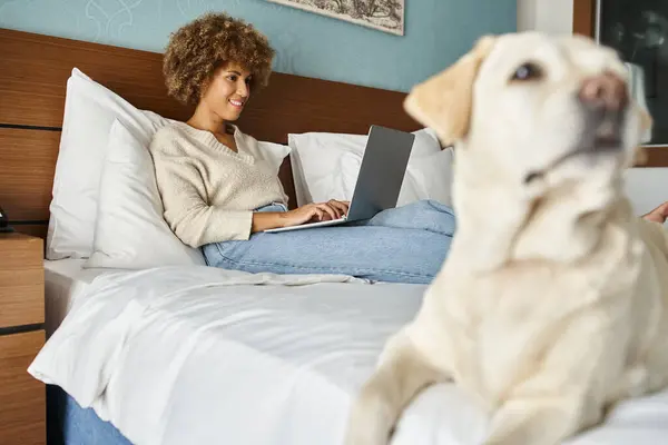 Laptopuyla otel odasında labradoruyla çalışan mutlu, Afro-Amerikalı bir kadın.