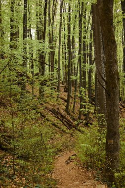 Narrow path in a green mountain forest, with moss and leaves on the trees, summer forest nature view clipart