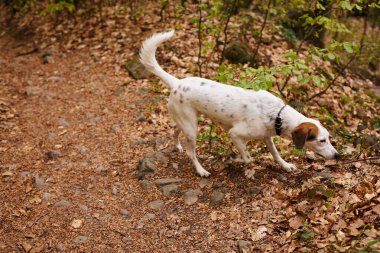 Ormanda yürüyen sevimli, sadık beyaz köpeğin fotoğrafı. Aktif köpeklerin doğa fotoğrafı, yapraklı evcil hayvan.