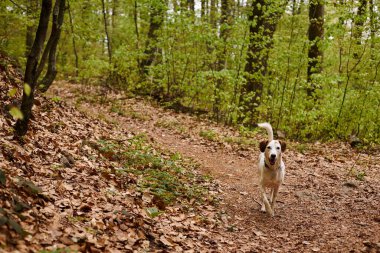 Ormanda koşan sevimli beyaz köpeğin fotoğrafı. Aktif köpeklerin doğa fotoğrafı, yapraklı evcil hayvan.