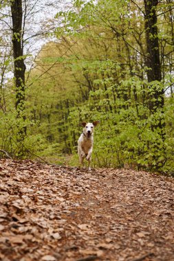 Ormanda koşan aktif beyaz köpek görüntüsü. Evcil hayvanın yapraklarla ormanda eğlendiği doğa fotoğrafı.