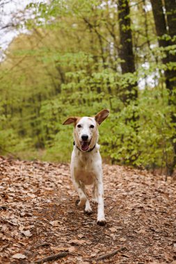 Image of active white dog running to camera in forest. Nature photo of pets in woods clipart