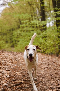 Ormanda kameraya koşan aktif beyaz köpeğin yakın fotoğrafı. Ormandaki evcil hayvanların doğa fotoğrafı.