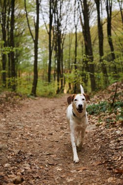 Image of active white dog running in forest. Nature photo of pets, pet in fall woods clipart