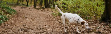 Orman yolunda koşan şirin beyaz köpeğin fotoğrafı. Hayvanların doğa fotoğrafı, yapraklı köpek düşüşü, afiş.