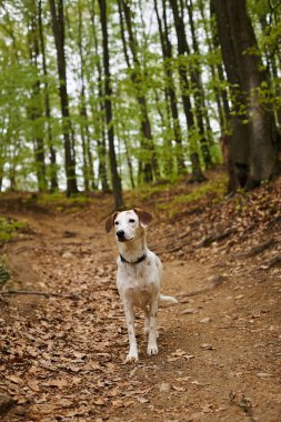 Ormanda hareketsiz duran aktif beyaz köpek görüntüsü. Hayvanların doğa fotoğrafı, ormandaki köpek.