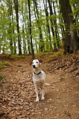 Image of active white dog standing still in forest. Nature photo of pets, dog in woods clipart