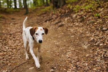 Ormanda kameraya koşan aktif beyaz köpek görüntüsü. Ormandaki evcil hayvanların doğa fotoğrafı.