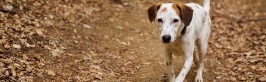 Ormanda kameraya koşan aktif beyaz köpek görüntüsü. Ormandaki evcil hayvanların doğal fotoğrafı, afiş