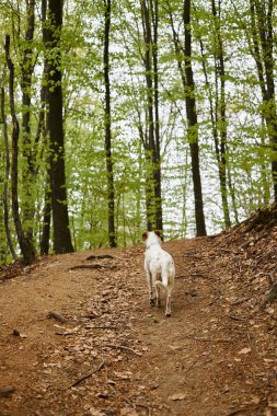 Back view of active white dog exploring forest. Nature photo of cute pets in woods clipart