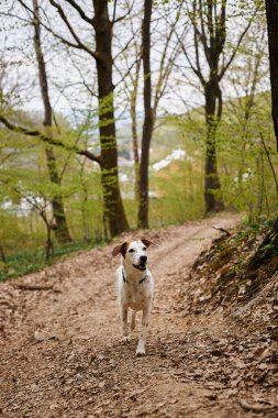 Image of curious cute white dog standing and resting in narrow forest path, looking away clipart