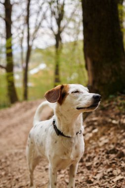 Image of relaxed peaceful cute white dog standing and resting in narrow forest path, eyes closed clipart