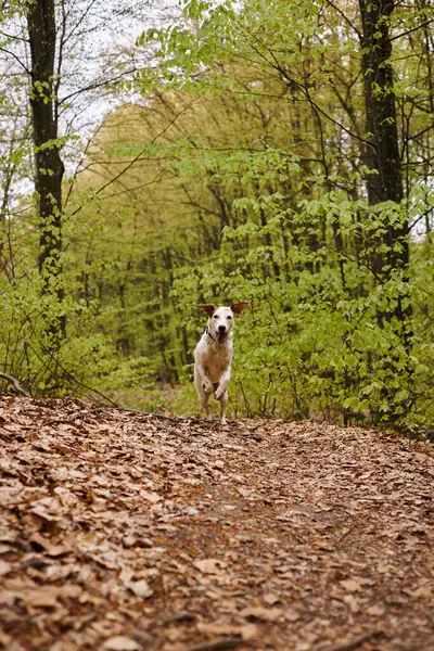 Ormanda Koşan Aktif Beyaz Köpek Görüntüsü Evcil Hayvanın Yapraklarla Ormanda — Stok fotoğraf