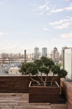 A vibrant tree gracefully thrives in a planter on a rustic wooden deck, bathed in sunlight and bringing nature into this urban space clipart