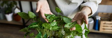 Mature woman tends to her thriving plants, surrounded by a nurturing environment. clipart