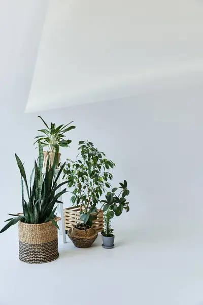 Green plants in pots on white backdrop.