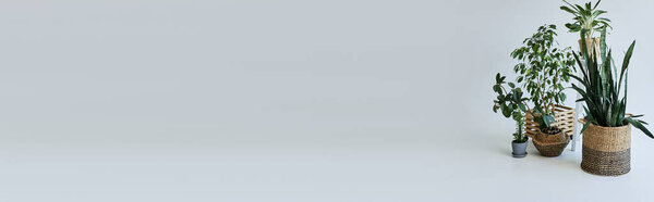 Some plants in pots on floor on white backdrop.