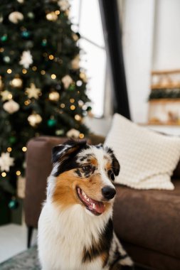 Modern apartmanda yerde oturan sevimli köpek, Noel..