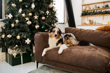 Sevimli bir köpek şenlikli bir atmosferle çevrili bir kanepede dinlenir..