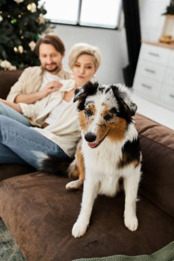 Köpekleri evlerinin rahat atmosferinin tadını çıkarırken bir çift kanepede dinlenir..