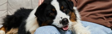 Bir adam kanepede rahatlar, evdeki sevimli Avustralyalı çoban köpeğiyle bağ kurar, afiş