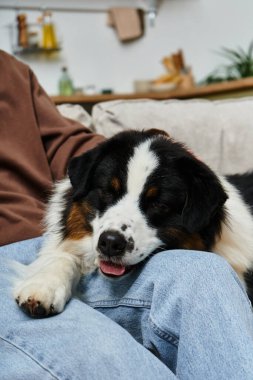 Kırpılmış adam, şık bir evde sevgili köpeğiyle huzurlu bir anın tadını çıkarıyor..
