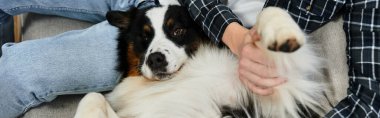 Rahat, modern bir dairede, genç bir adam sevimli Avustralyalı çoban köpeği pankartıyla rahatlar.