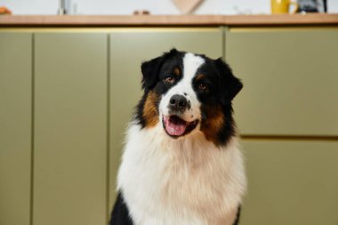 Modern bir dairede şirin bir Avustralya çoban köpeği..