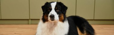 Çekici bir dairede sevimli bir Avustralya çoban köpeği, afiş