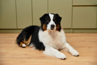 Australian Shepherd relaxes on smooth hardwood floors in a chic living space. clipart