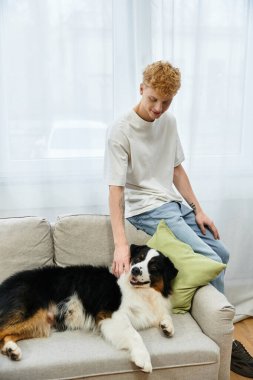 Kızıl saçlı genç bir adam, şık bir dairede rahat bir kanepede Avustralyalı çoban köpeğini besliyor..