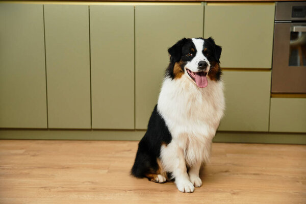 Австралийская овчарка счастливо отдыхает на гладких паркетных полах в шикарном жилом помещении.