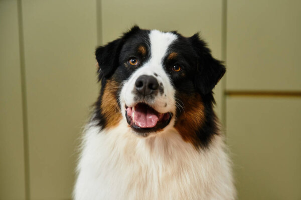 Australian Shepherd looking at camera in a chic living space.