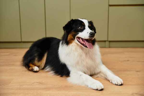 Австралийская овчарка счастливо отдыхает на гладких паркетных полах в шикарном жилом помещении.