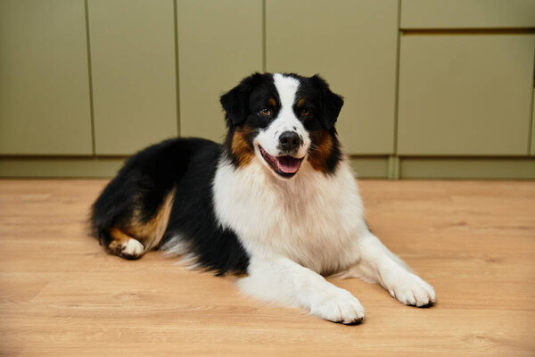 Австралийская овчарка лежит на гладких лиственных полах в шикарной гостиной.