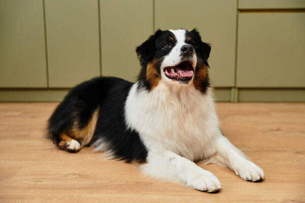 Милая австралийская овчарка счастливо расслабляется на гладких паркетных полах в шикарном жилом помещении.