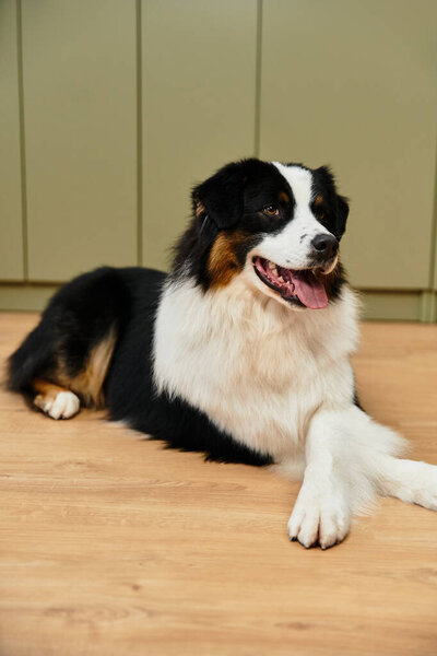 Милая австралийская овчарка, счастливо отдыхающая на гладких паркетных полах в шикарном жилом помещении.