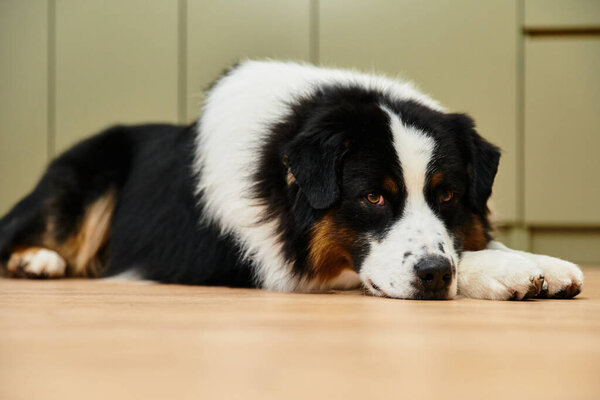 Милая австралийская овчарка расслабляется на гладких паркетных полах в современной квартире