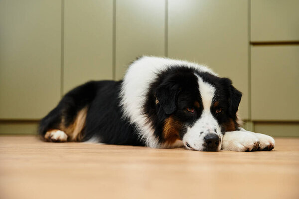 Уставший австралийский Шид отдыхает на гладких лиственных полах в современной квартире