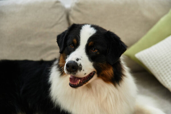 Australian Shepherd relaxes happily on couch in living room