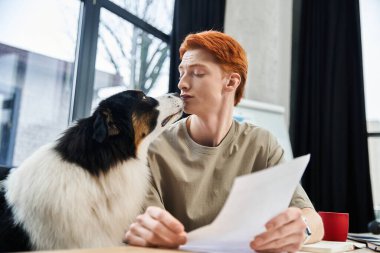 Genç kızıl saçlı bir adam modern bir ofiste köpekle hafif bir anın tadını çıkarıyor..