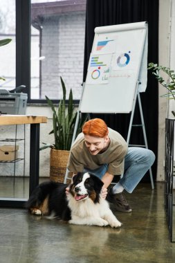 Genç kızıl saçlı bir adam şık bir ofis ortamında çalışırken mutlu bir köpeği okşamak için eğilir..