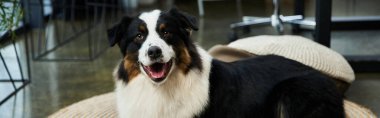 Pretty black and white dog relaxing in well lit office. clipart