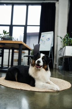Kürklü siyah beyaz köpek iyi aydınlatılmış ofiste dinleniyor..