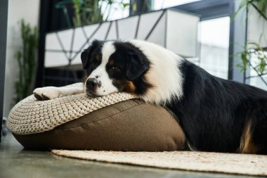 Cute black and white dog relaxing in well lit office. clipart