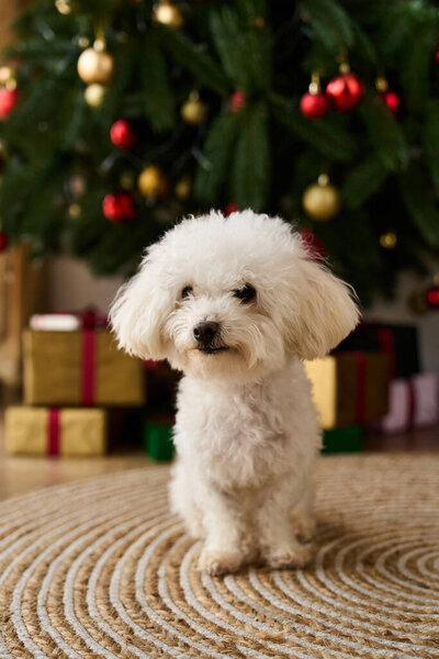 Beside the tree and gift pile sits a fluffy white bichon frise.