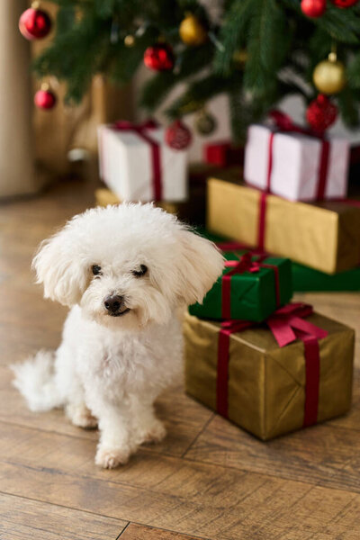 Festive scene: a cute bichon, Christmas tree, and many gifts.