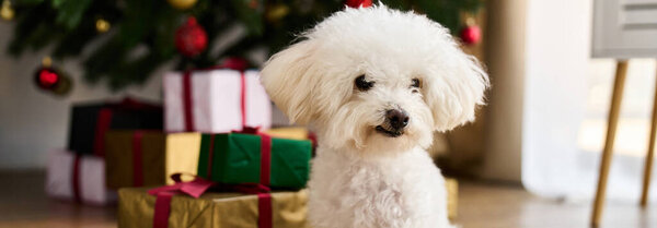 A cute bichon frise is posing by the tree and vibrant presents.