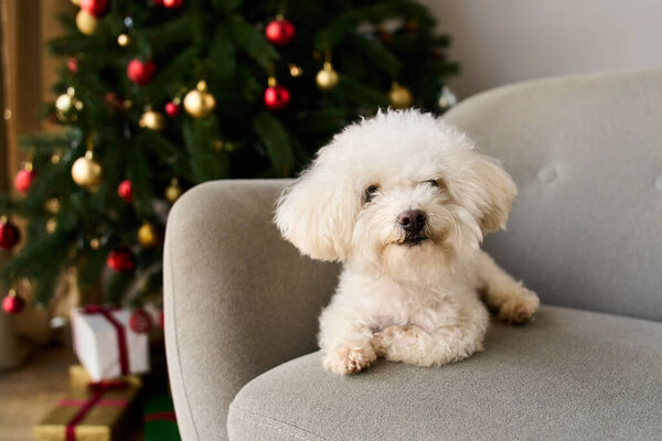 A bichon frise sits cutely near the tree and colorful gift boxes.